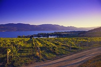 Vineyard Lakes